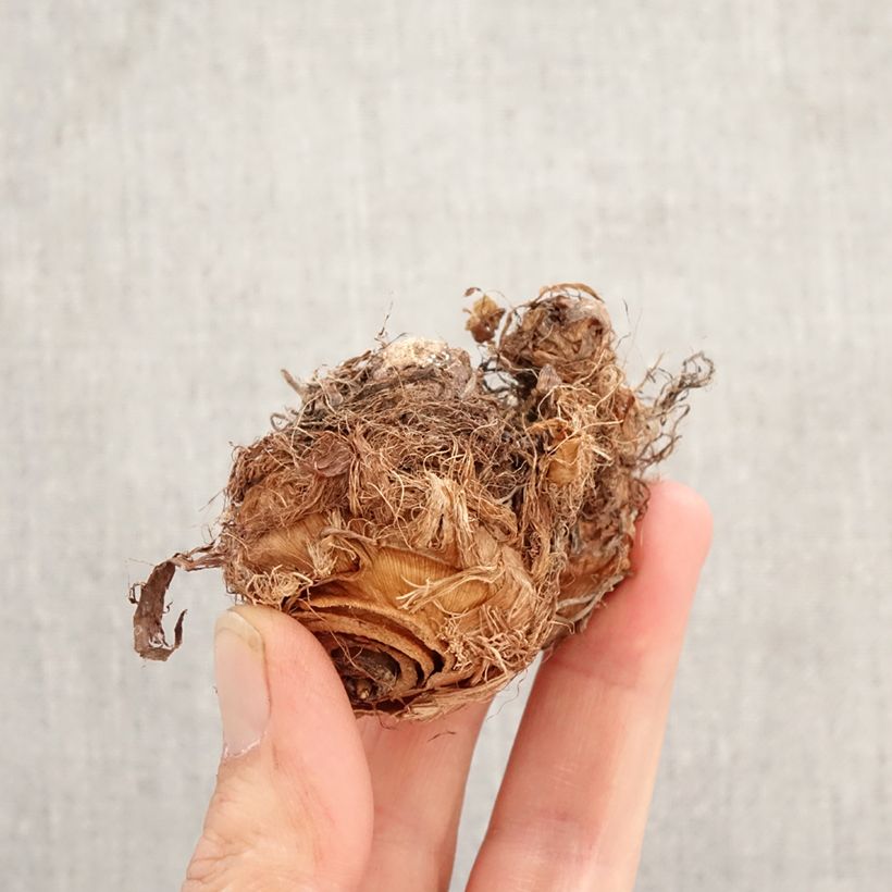 Colocasia esculenta - Taro   Bulb sample as delivered in spring