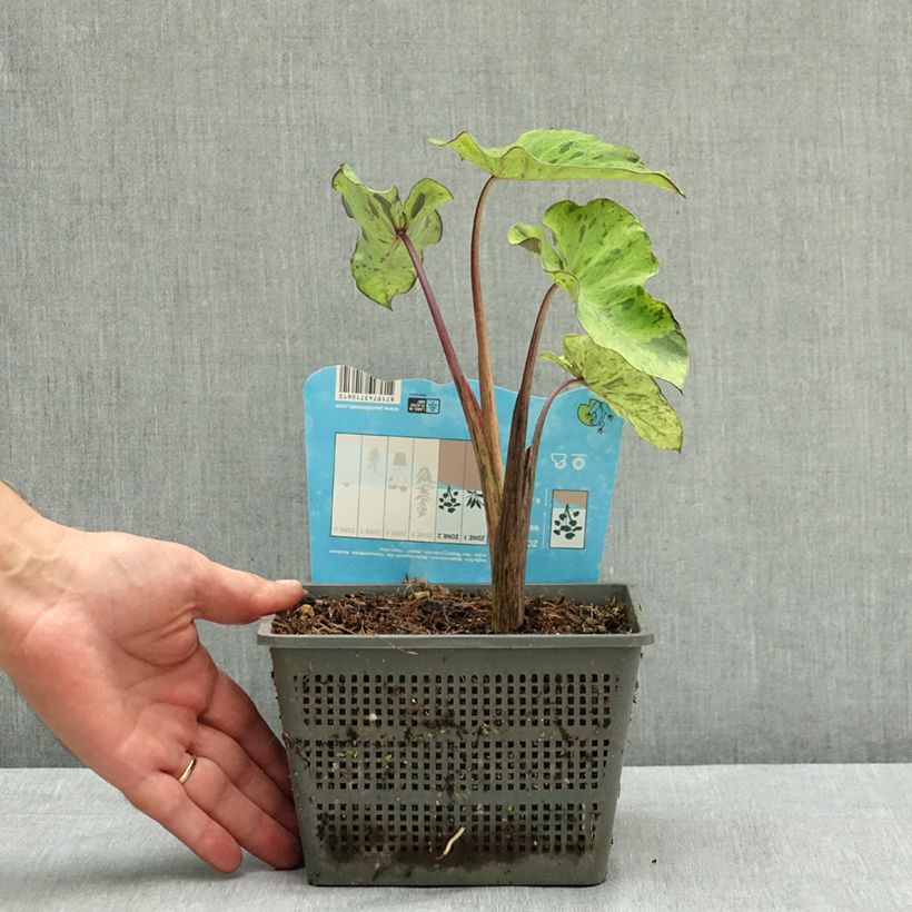 Colocasia esculenta Mojito 4L/5L pot sample as delivered in summer