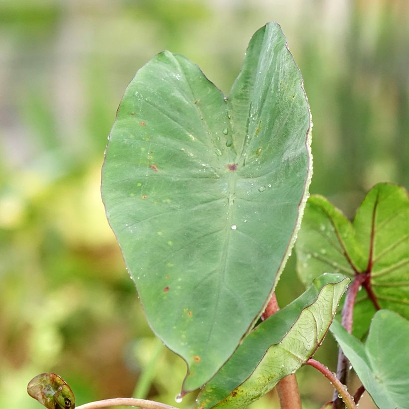 Colocasia esculenta Tea cup - Elephant Ears (Foliage)