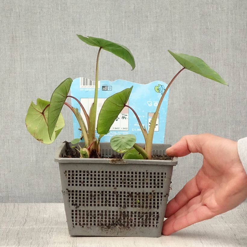 Colocasia Hawaiian Punch - Elephant Ears 4L/5L pot size 18/20 sample as delivered in summer