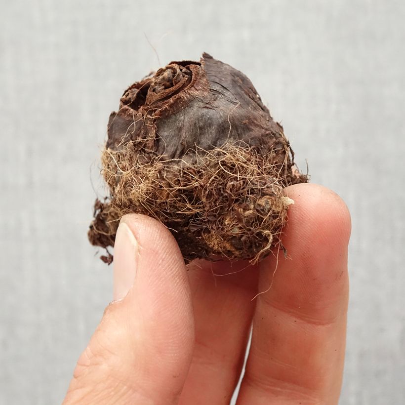 Colocasia Maui Gold - Elephant Ears Bulb size I sample as delivered in spring