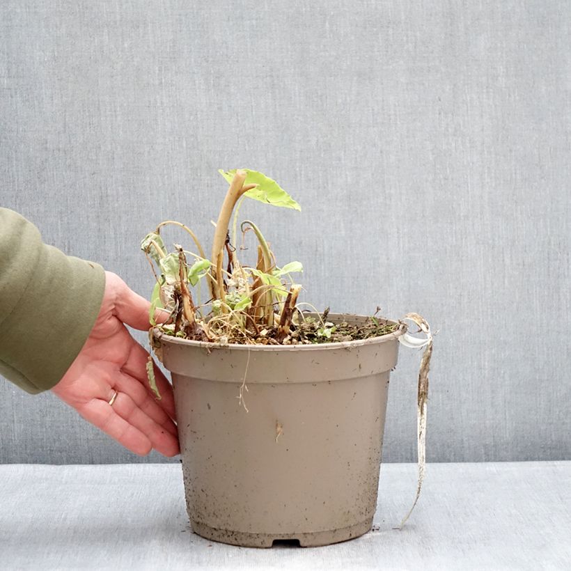 Colocasia x esculenta Red Eyed Gecko - Taro 4L/5L pot sample as delivered in winter