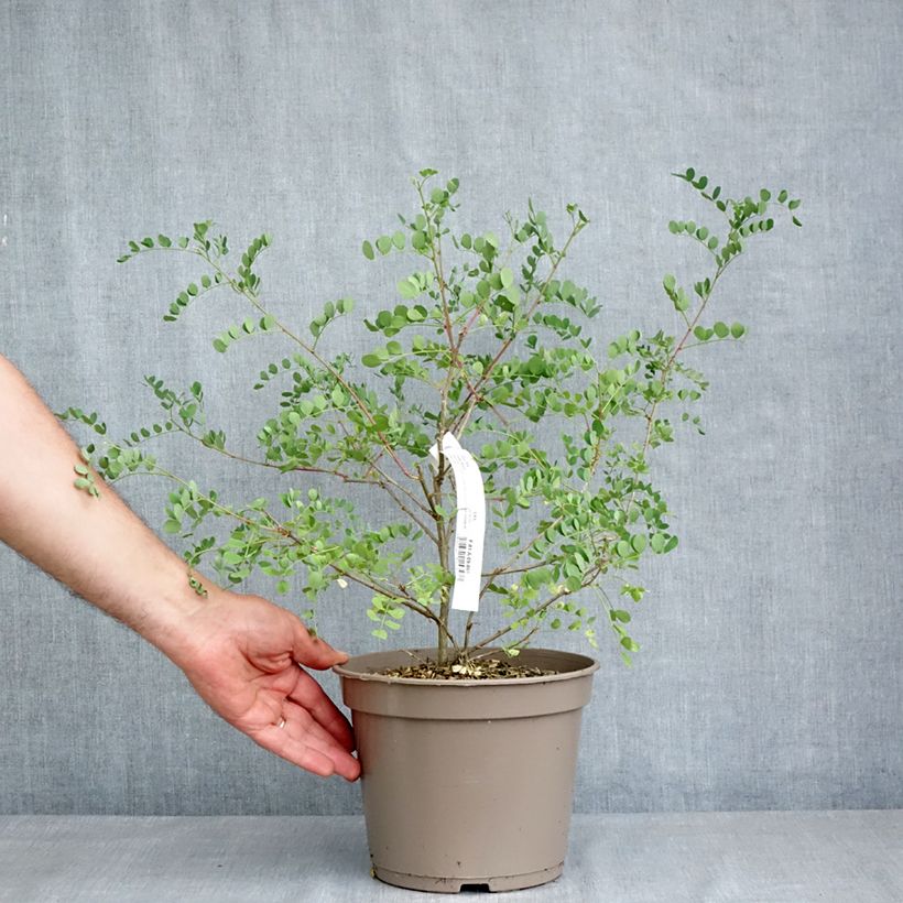 Colutea media Copper Beauty 3L/4L pot sample as delivered in spring