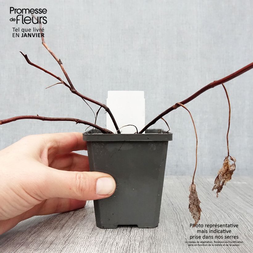 Comarum palustre 8/9 cm pot sample as delivered in winter