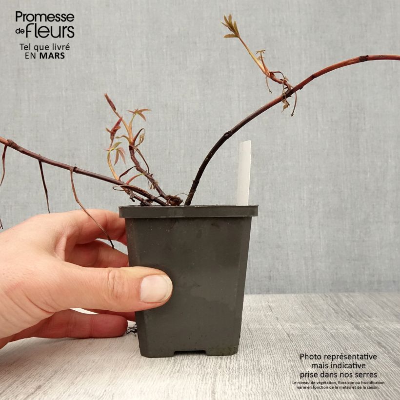 Comarum palustre 8/9 cm pot sample as delivered in spring