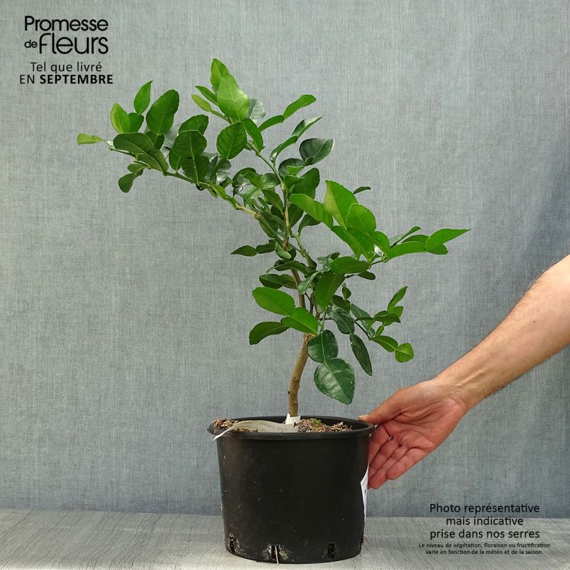Citrus hystrix - Kaffir Lime 4L/5L pot sample as delivered in autumn