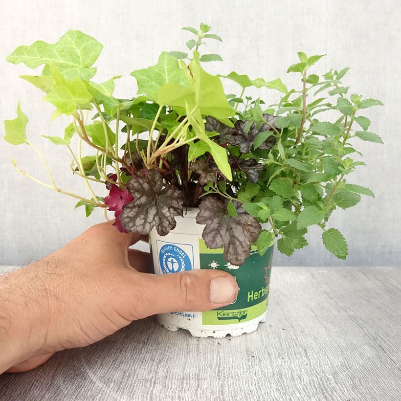 Autumn Breeze Arrangement - collection of 3 young plants 12cm pot sample as delivered in summer