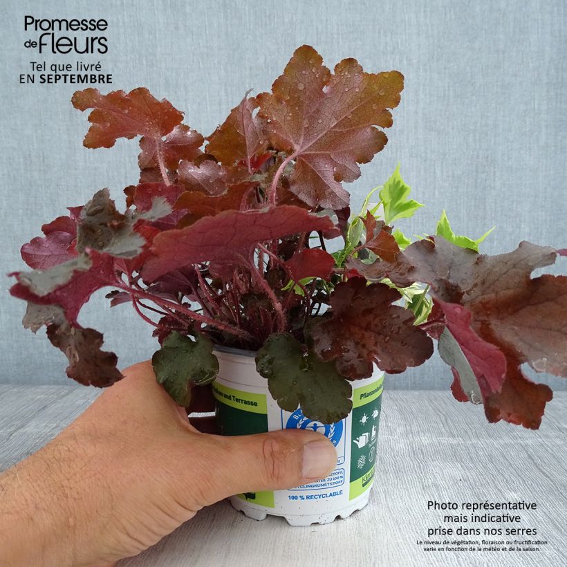 Lucky Charm Blend - blend of 3 young plants 12cm pot sample as delivered in autumn