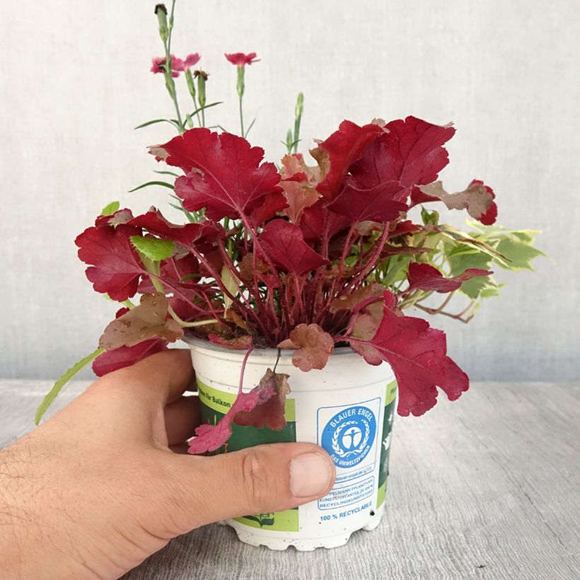 Lucky Charm Blend - blend of 3 young plants 12cm pot sample as delivered in summer