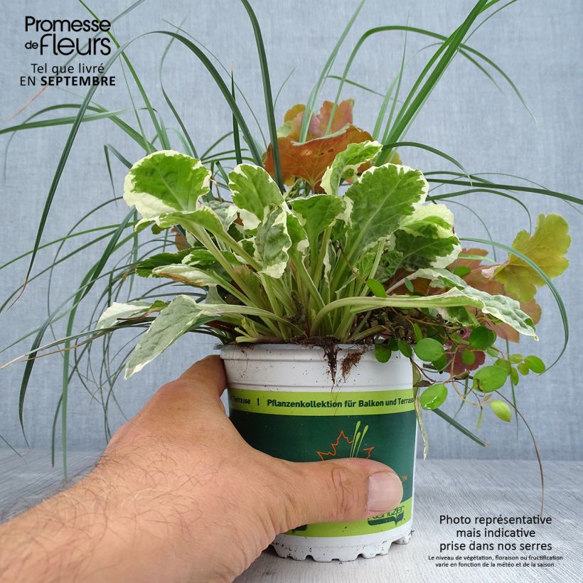 Sunkissed Blend - blend of 4 young plants 12cm pot sample as delivered in autumn