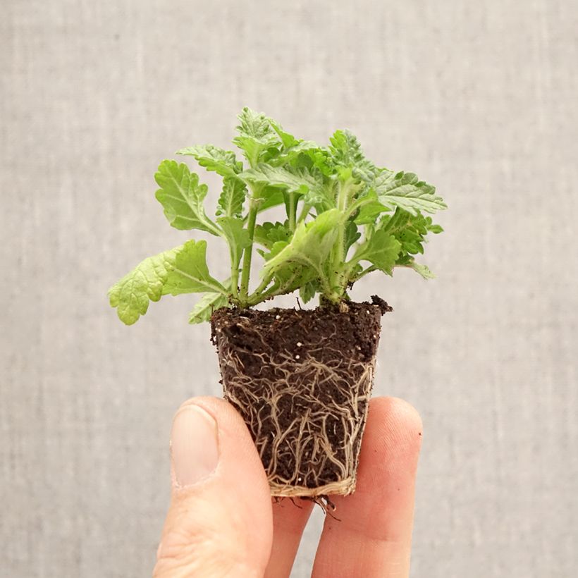 Belle Epoque Composition - 3 Garden Verbenas Plug plant 3/4cm sample as delivered in spring