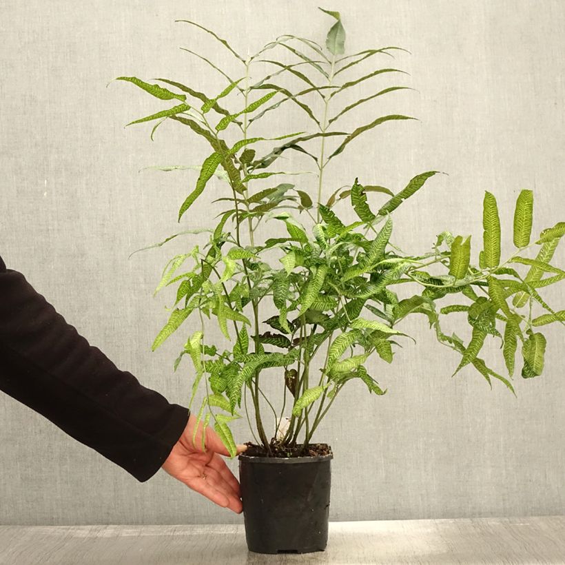 Coniogramme emeiensis 2L/3L pot sample as delivered in autumn