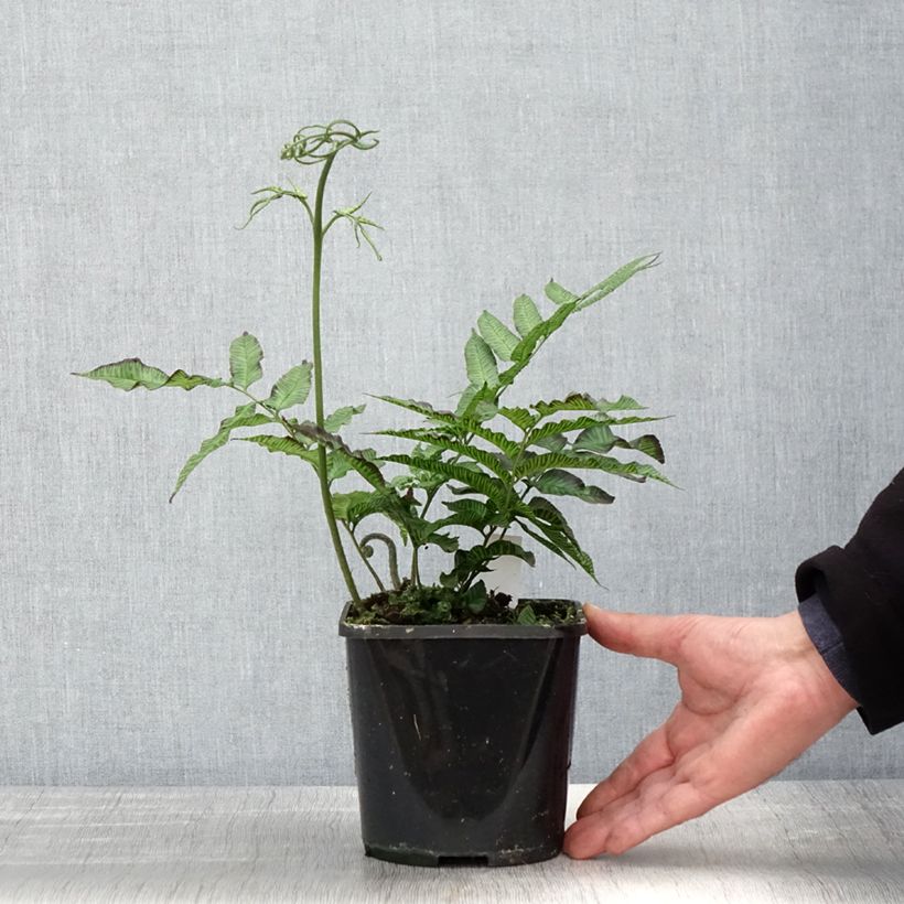 Coniogramme emeiensis 2L/3L pot sample as delivered in spring