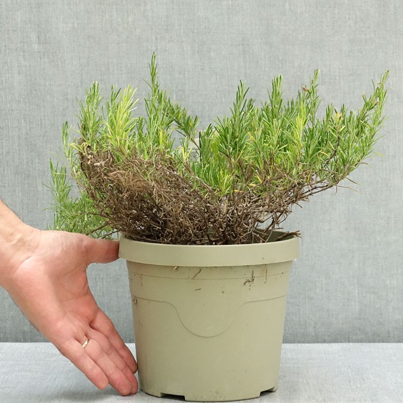 Conradina Little Rosie 3L/4L pot sample as delivered in summer