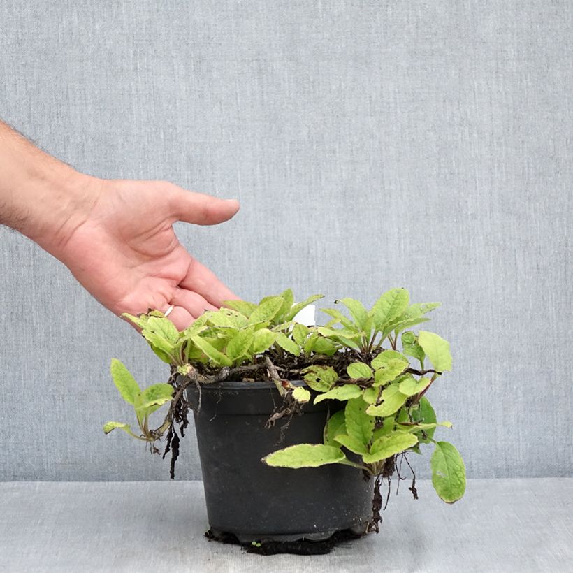 Symphytum grandiflorum - Comfrey 2L/3L pot sample as delivered in summer