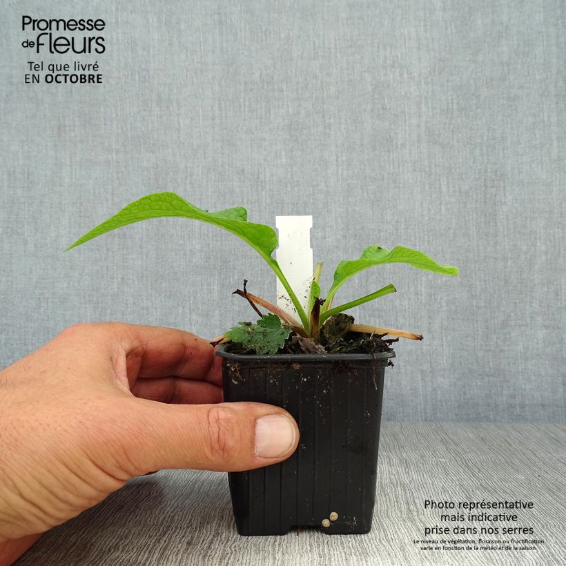 Symphytum Hidcote Pink - Comfrey 8/9 cm pot sample as delivered in autumn