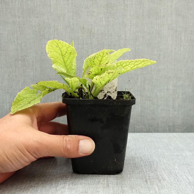 Symphytum grandiflorum Sky Blue Pink - Comfrey 8/9 cm pot sample as delivered in summer