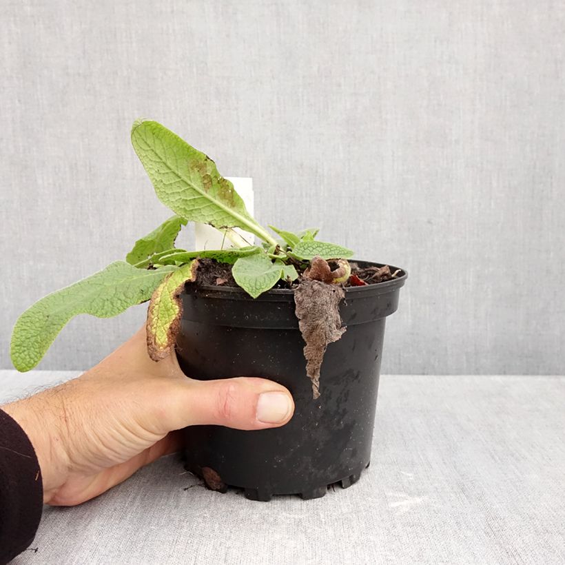 Symphytum azureum  2L/3L pot sample as delivered in autumn