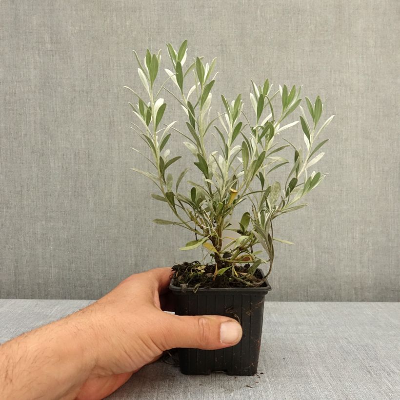 Convolvulus cneorum - Silver bindweed 8/9 cm pot sample as delivered in spring