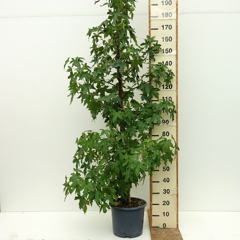Liquidambar styracyflua Stella - American Sweetgum 7.5L/10L pot sample as delivered in summer