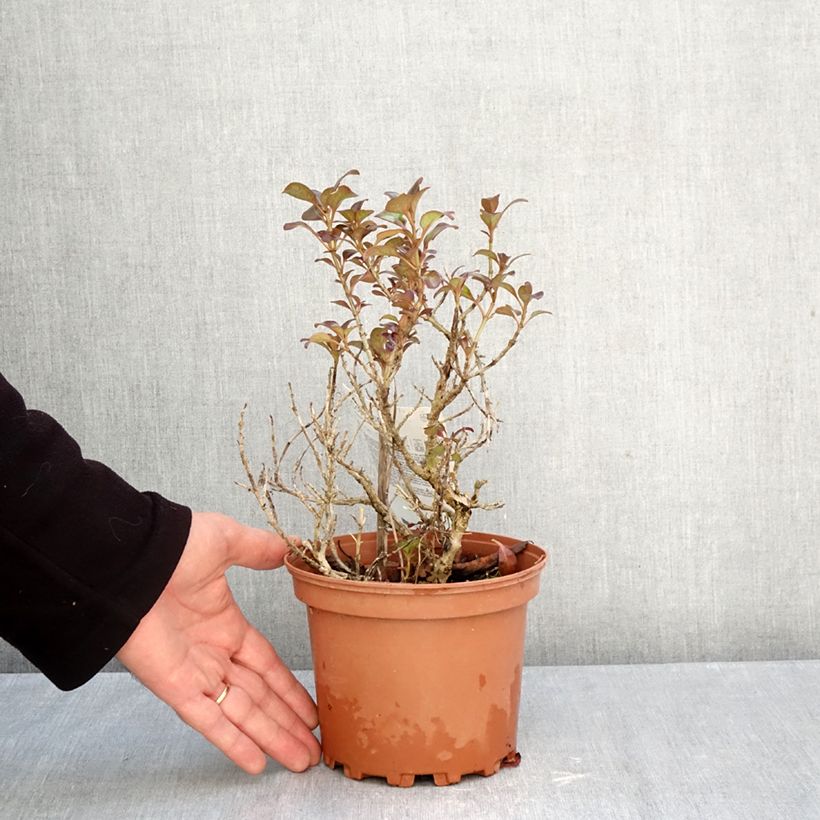 Coprosma Chocolate Soldier 2L/3L pot sample as delivered in autumn