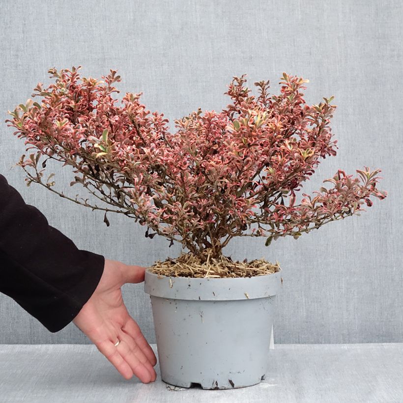 Coprosma Pacific Dawn 2L/3L pot sample as delivered in autumn