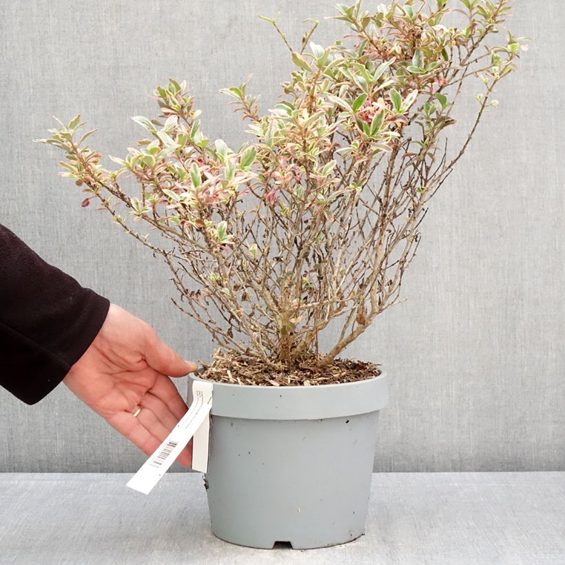 Coprosma Pacific Dawn 2L/3L pot sample as delivered in spring