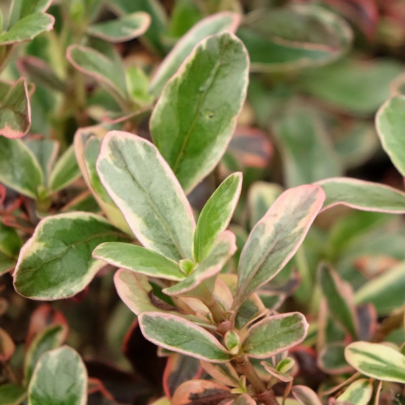 Coprosma Pacific Dawn (Foliage)