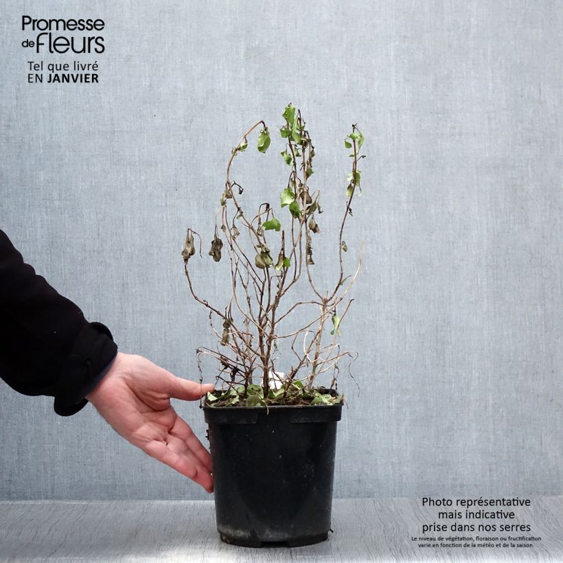 Coprosma robusta Pina colada 3L/4L pot sample as delivered in winter