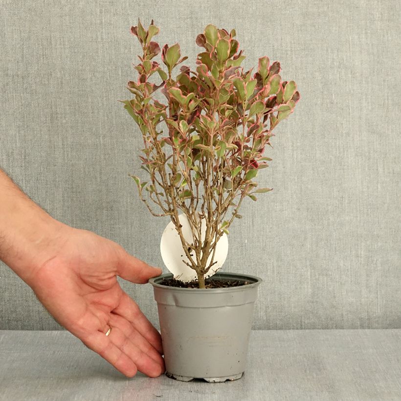 Coprosma x repens ECLIPSE 12cm pot sample as delivered in summer