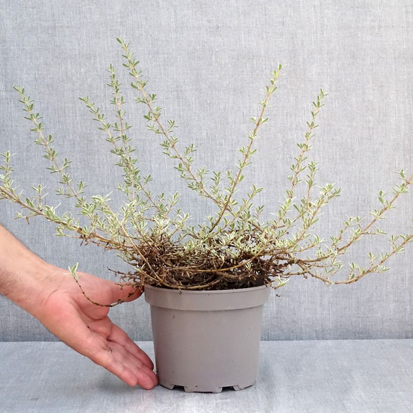 Coprosma kirkii Variegata  2L/3L pot sample as delivered in summer