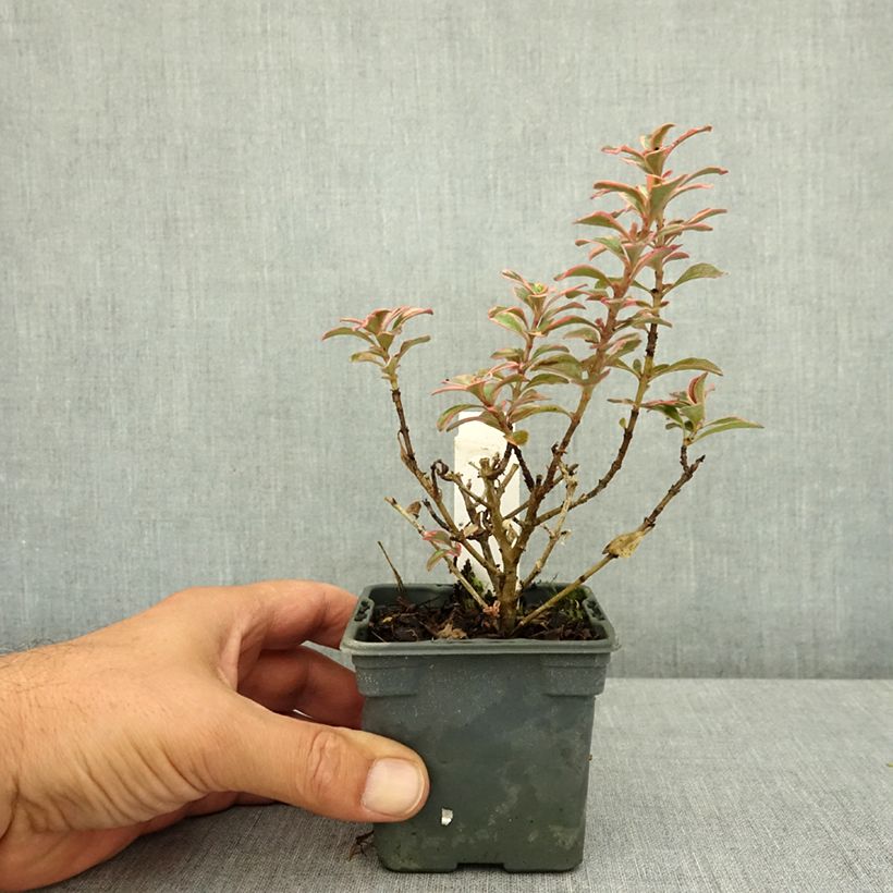 Coprosma repens Fire Burst 8/9 cm pot sample as delivered in summer