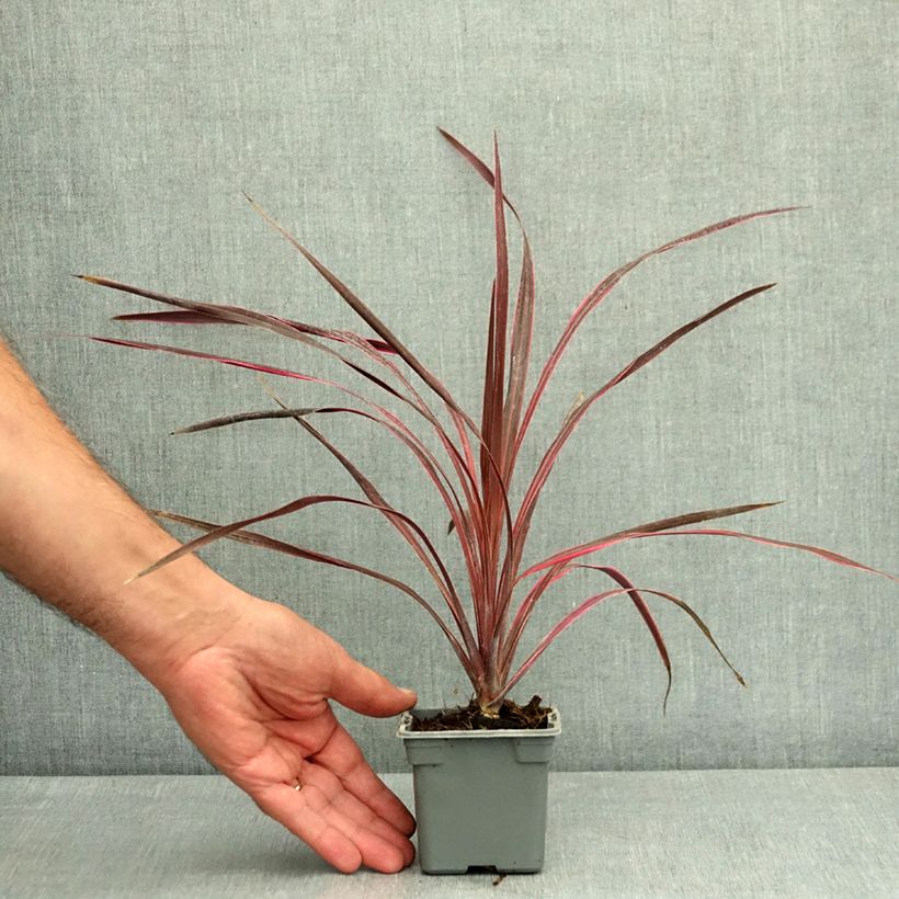 Cordyline australis Cherry Sensation - Cabbage Tree 8/9 cm pot sample as delivered in summer