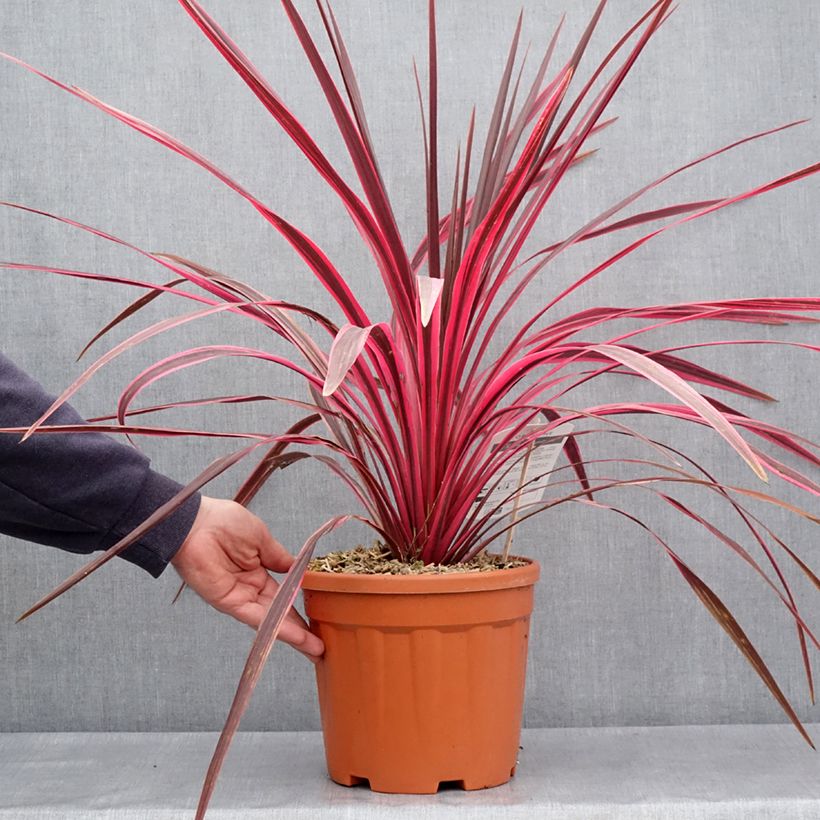 Cordyline australis Cherry Sensation - Cabbage Tree 6L/7L pot sample as delivered in spring