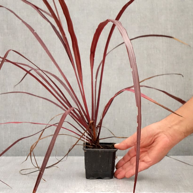 Cordyline australis Design a Line Burgundy 8/9 cm pot sample as delivered in autumn