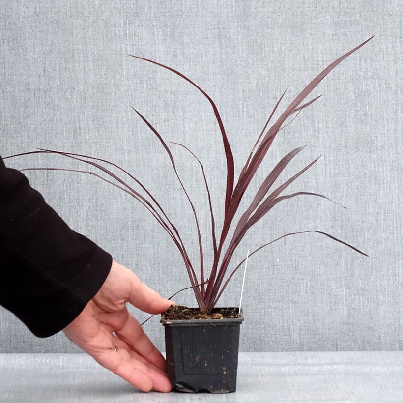 Cordyline australis Design a Line Burgundy 8/9 cm pot sample as delivered in winter