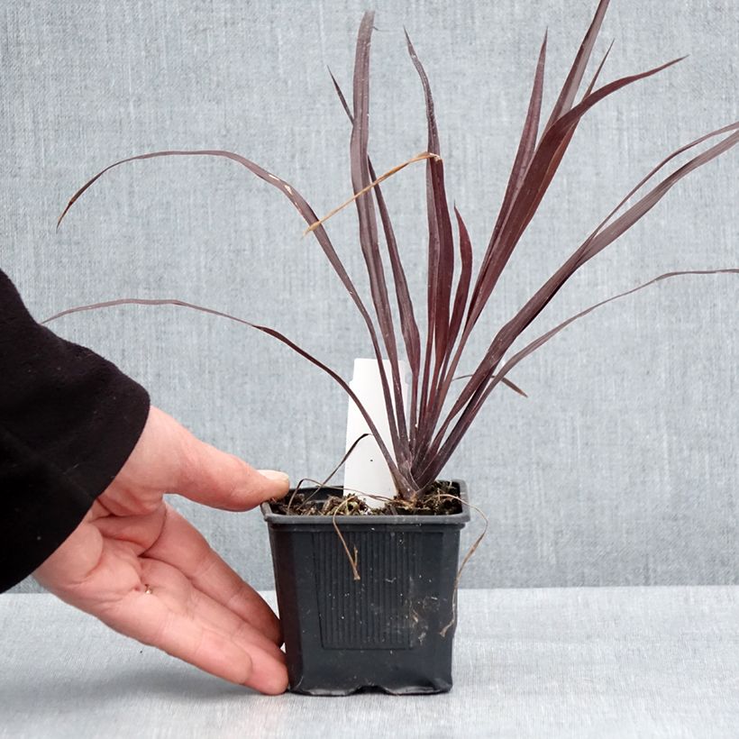 Cordyline australis Design a Line Burgundy 8/9 cm pot sample as delivered in spring