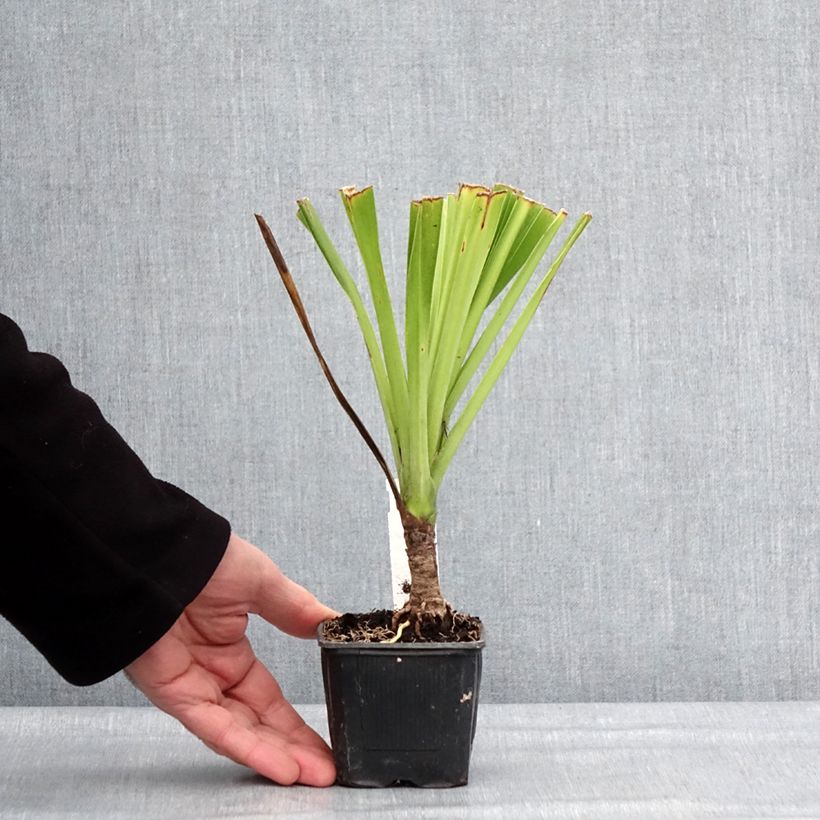 Cordyline australis Emerald Star 8/9 cm pot sample as delivered in winter