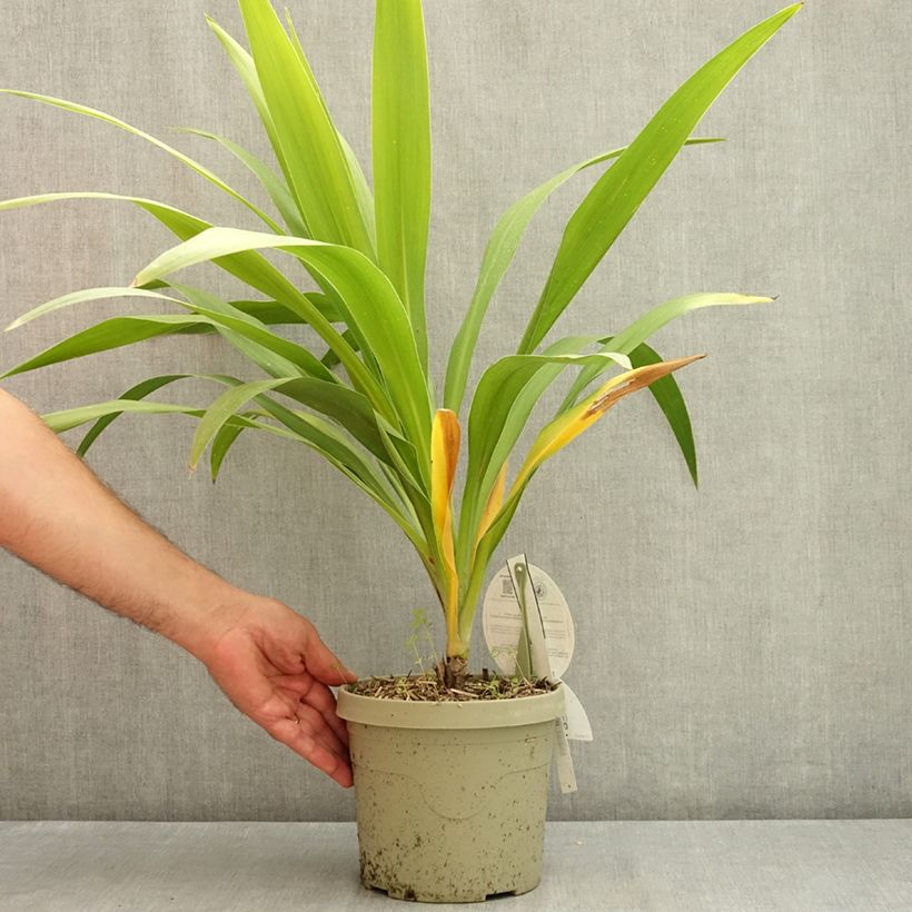 Cordyline australis Emerald Star 2L/3L pot sample as delivered in summer