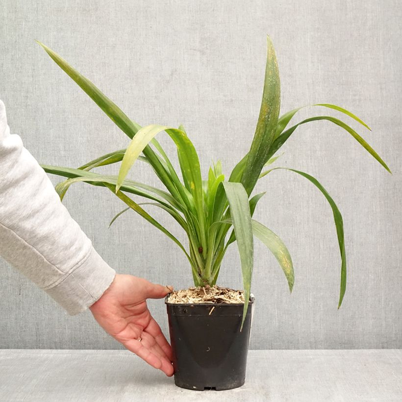 Cordyline australis Emerald Star 2L/3L pot sample as delivered in spring