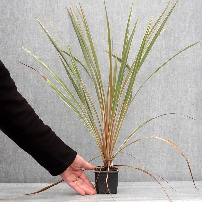 Cordyline australis Fantasy  8/9 cm pot sample as delivered in winter