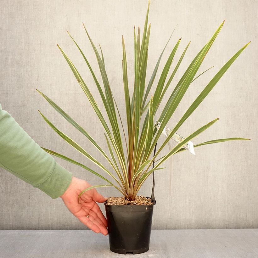 Cordyline australis Fantasy  2L/3L pot sample as delivered in winter