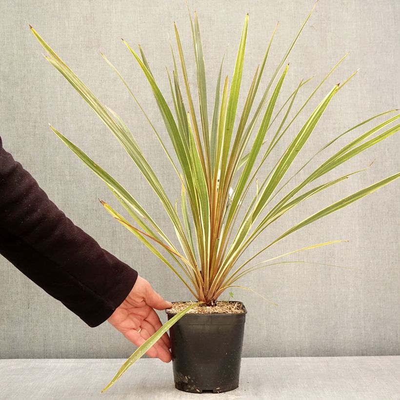 Cordyline australis Fantasy  2L/3L pot sample as delivered in spring