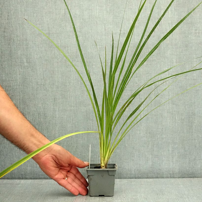 Cordyline australis - Cabbage Tree 8/9 cm pot sample as delivered in summer