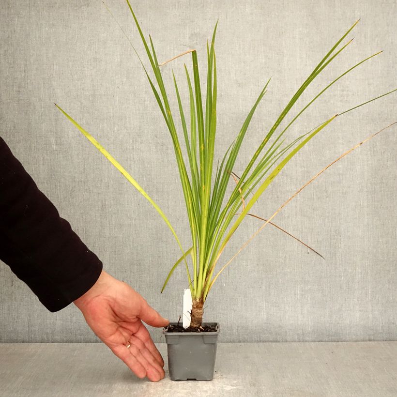 Cordyline australis - Cabbage Tree 8/9 cm pot sample as delivered in spring