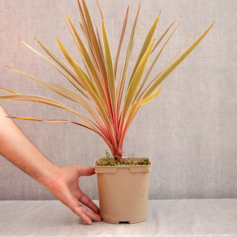 Cordyline australis Magic Star 3L/4L pot sample as delivered in summer