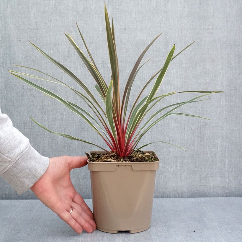 Cordyline australis Magic Star 3L/4L pot sample as delivered in spring