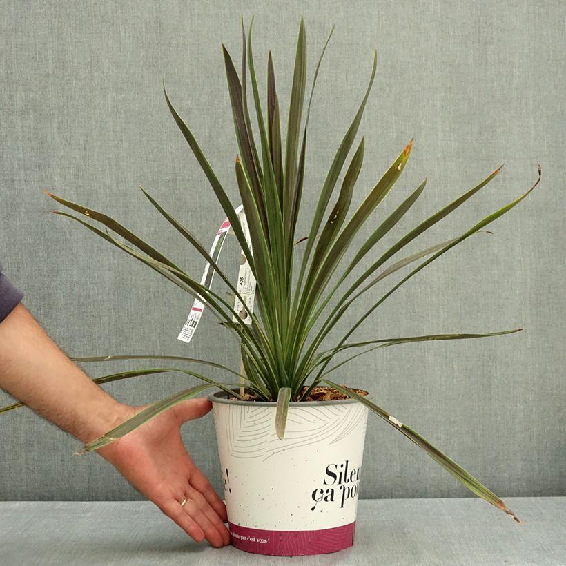 Cordyline australis Mint Chocolate - Cabbage Tree 4L/5L pot sample as delivered in summer