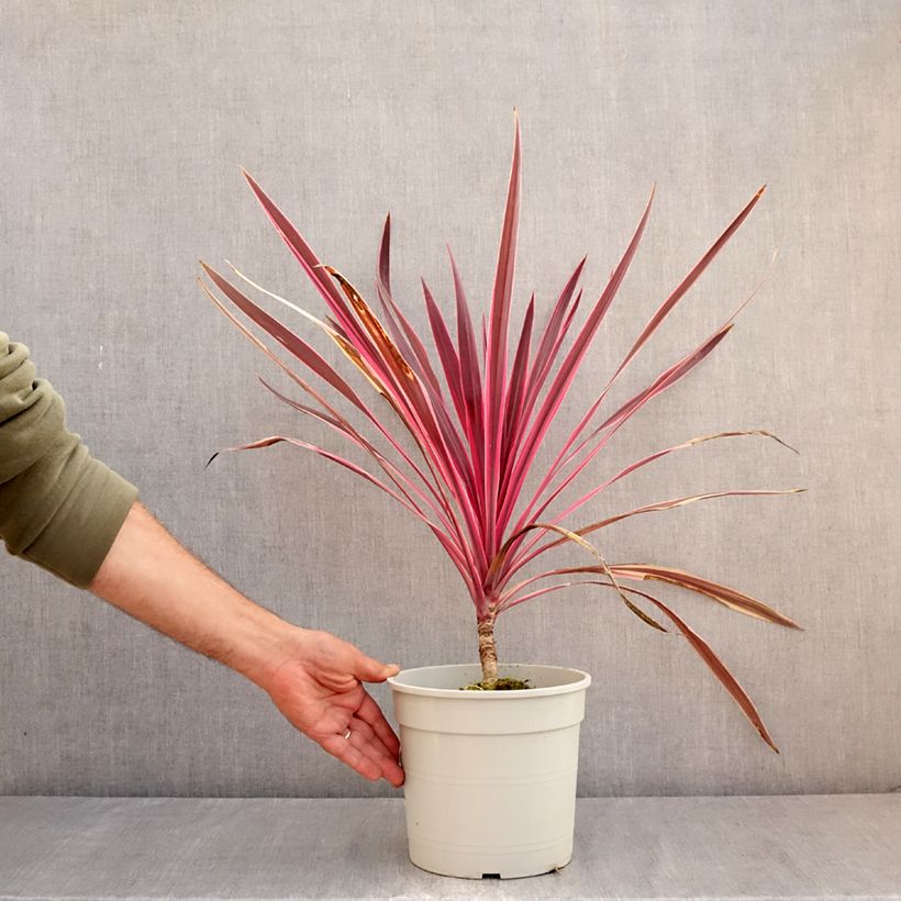Cordyline australis Pink passion - Cabbage Tree 4L/5L pot sample as delivered in summer