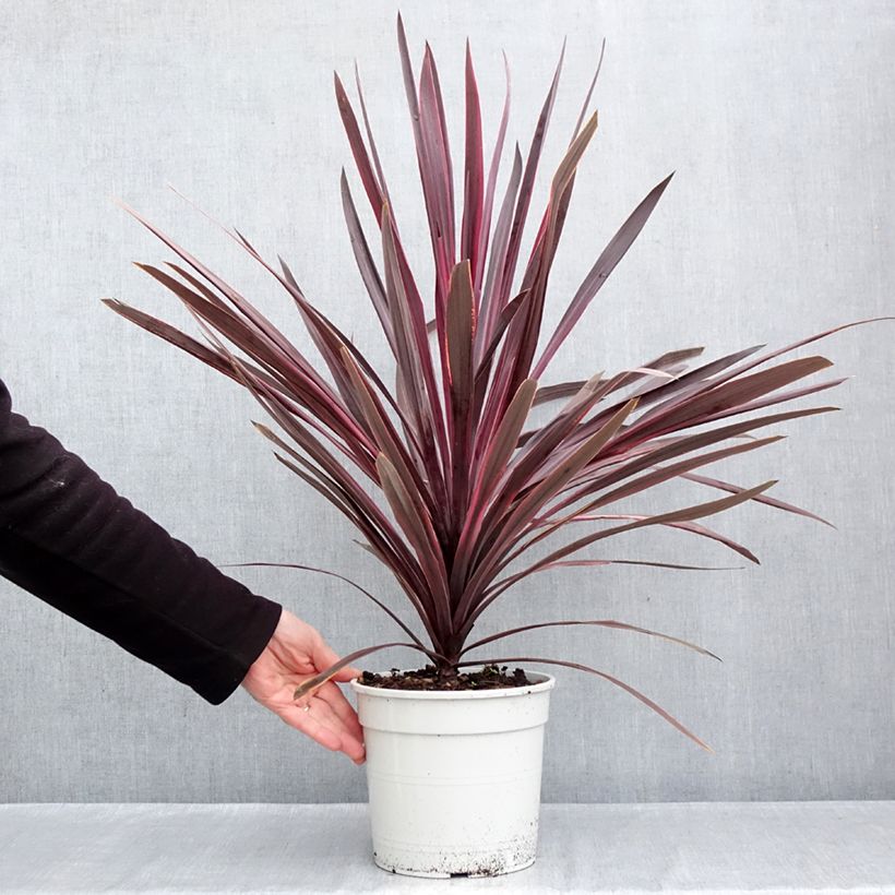Cordyline australis Pink passion - Cabbage Tree 4L/5L pot sample as delivered in autumn